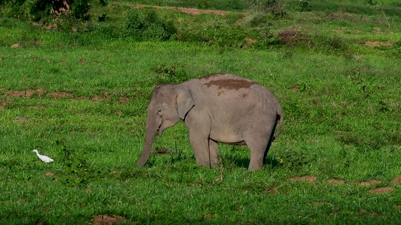 los elefantes asiáticos son especies en peligro de extinción y también son residentes de tailandia