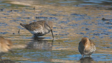 Grupo-De-Dunlins-Cazando-Comida-En-La-Orilla-Y-Luego-Huye---Primer-Plano