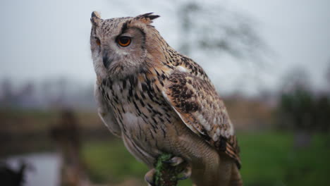 el búho águila posado en una rama
