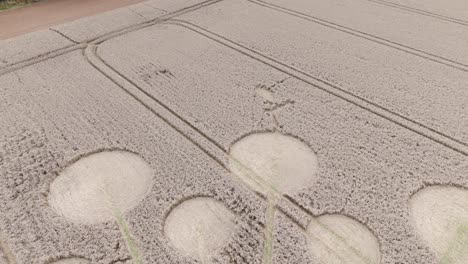 mysterious round crop circles in farm wheat field, aerial pullback