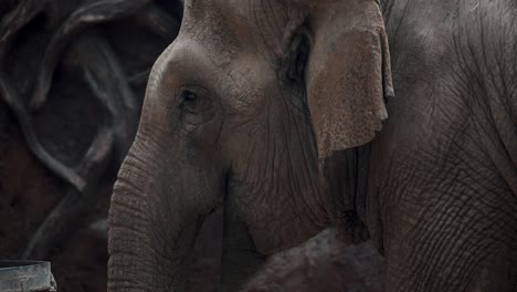 close up sideview face portrait of an asian elephant in a zoo park