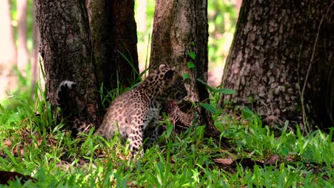 El-Leopardo-De-Indochina-Es-Una-Especie-Vulnerable-Y-Uno-De-Los-Grandes-Felinos-De-Tailandia