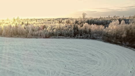 aerial of winter wonderland with snow in pine tree forest during the sunset