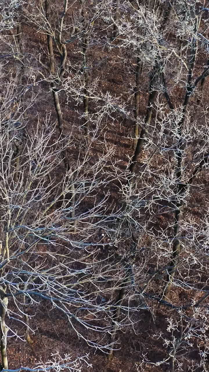 Top down view of the forest in winter Vertical video