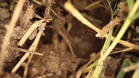 Wide-angle-macro-shot-of-disturbed-fire-ant-on-the-edge-of-a-piece-of-grass,-cleaning-his-head-with-his-legs