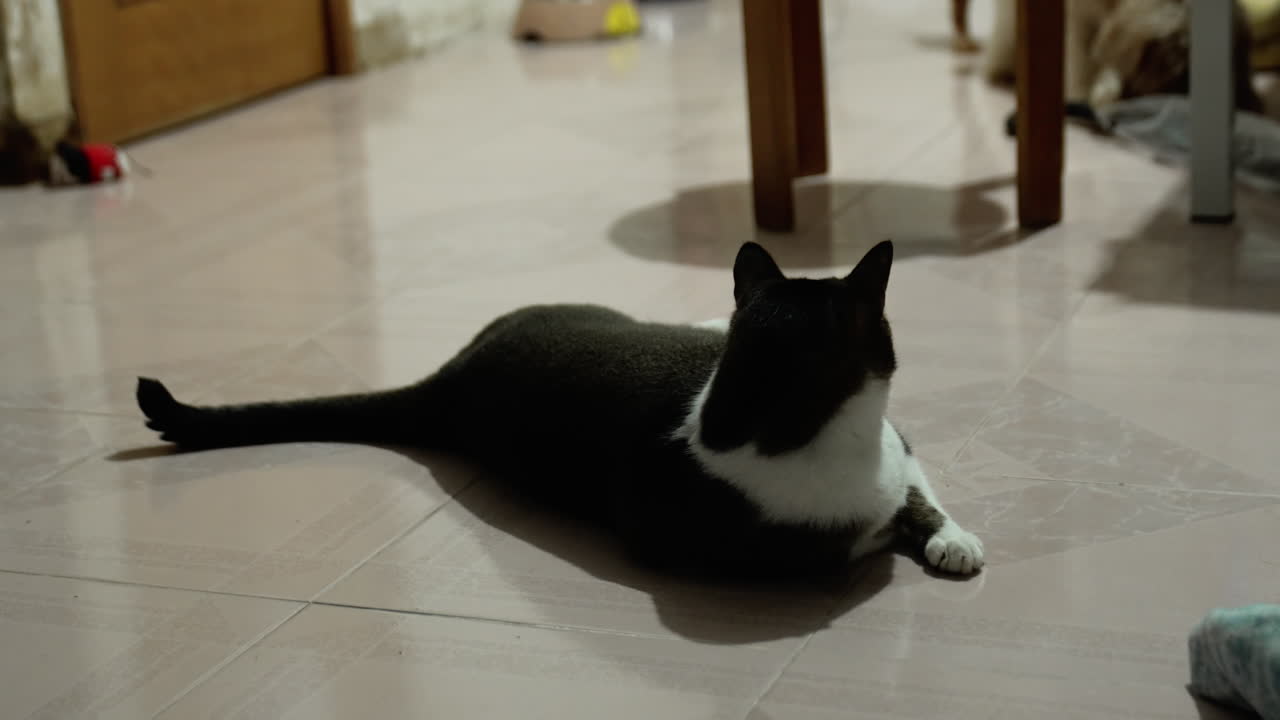 개를 배경으로 바닥에 누워 있는 고양이