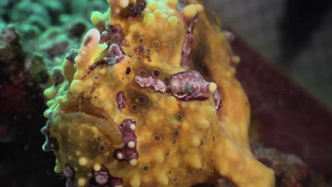 a banded sea snake bumping a warty frogfish on a tropical oral reef