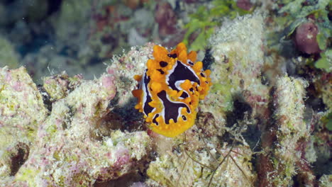 Lumpy-yellow-eyespot-slug-walking,-Phyllidia-ocellata