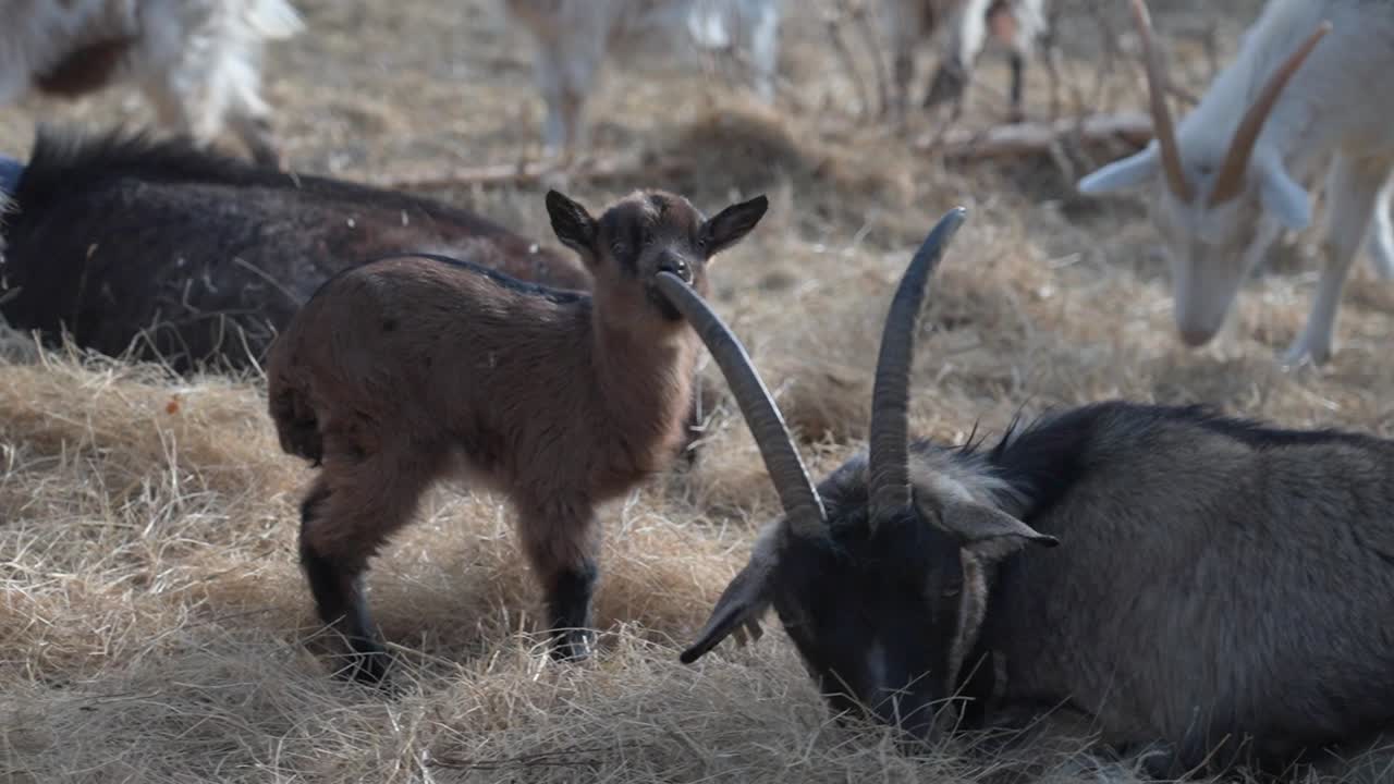 Baby goat sniffing adult goat's horn in straw bedding