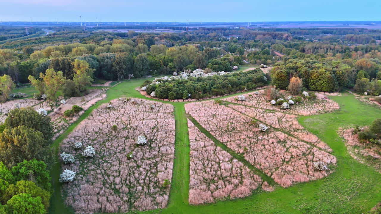 Vast dusk view of green hills. Aerial view reveals a lush green landscape with blooming white flowers under a twilight sky, showcasing nature's beauty