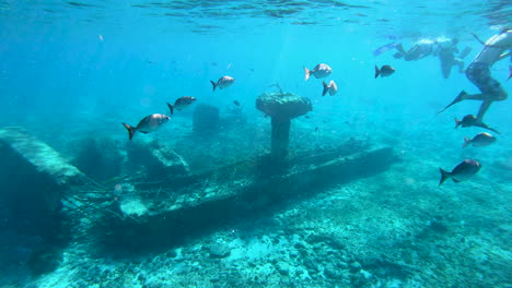 a group of fishes swimming near a ship wreck under water | huge ship wreak structure underwater in deep blue sea in caribbeans