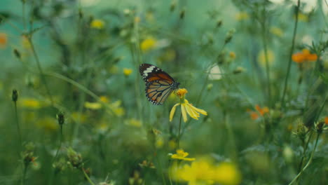 butterflies and flowers in a garden