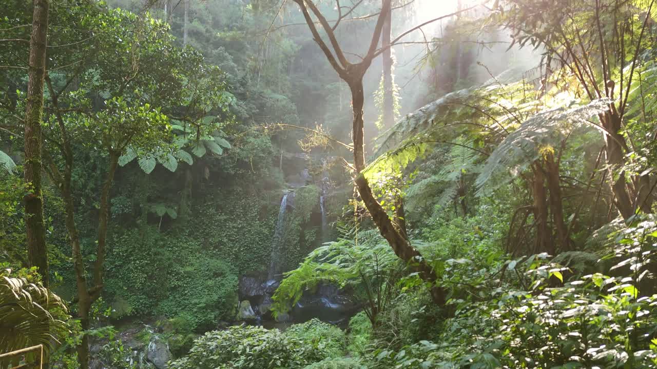 A lush forest scene with a waterfall