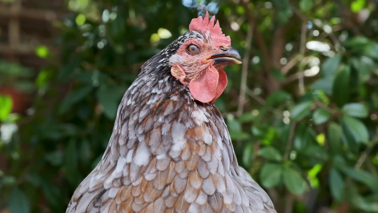 variedad libre, gallina feliz bajo un árbol jadeando durante el calor del día