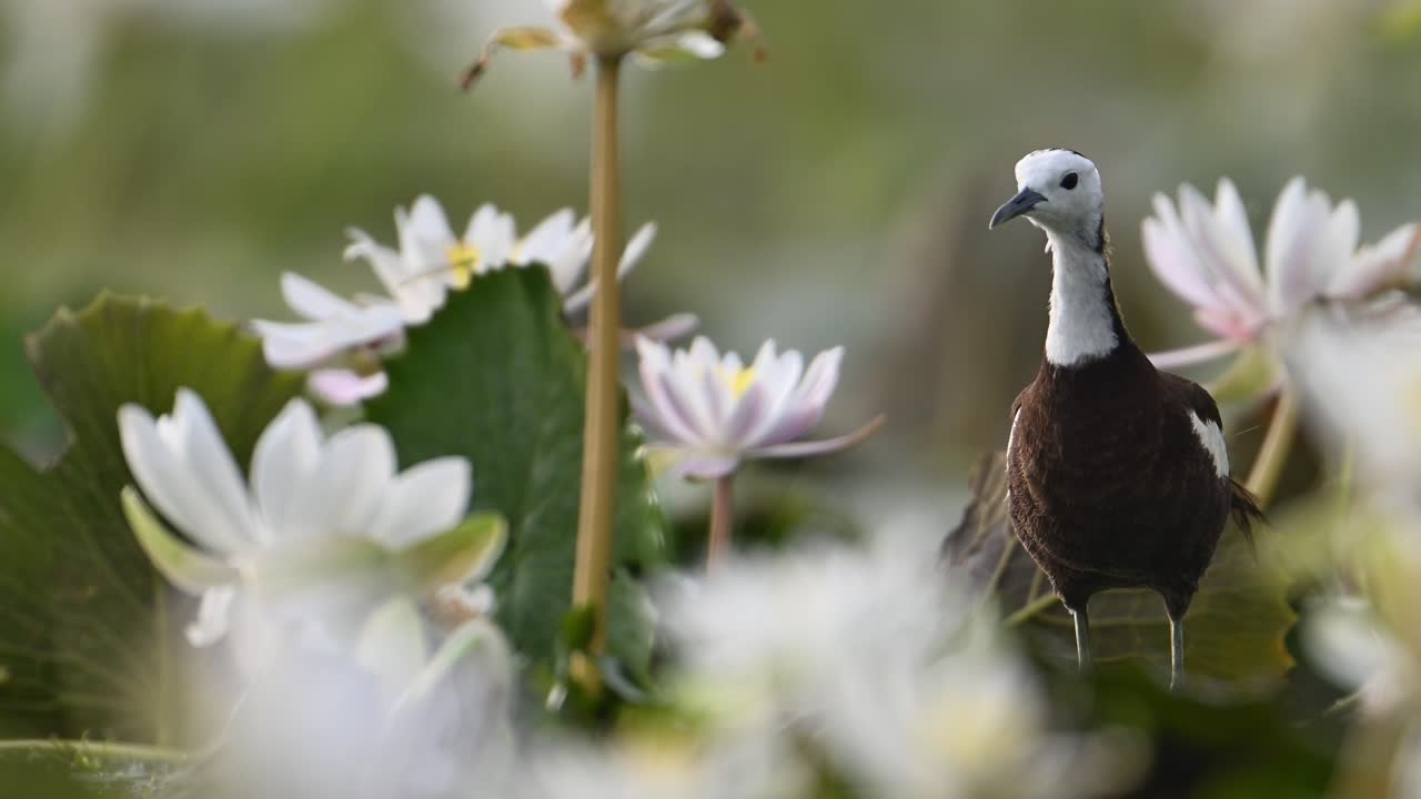 fotografía en primer plano de la jacana de cola de faisán por la mañana