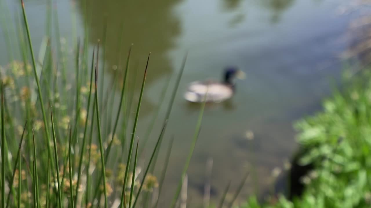 식물에 초점을 맞춘 연못에 있는 청둥오리 오리