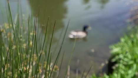 mallard duck in a pond focus on plants