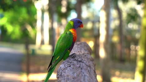 Aggressive-Touristen-Halten-Eine-Schüssel-Mit-Süßem-Nektar-In-Der-Hand-Und-Füttern-Wilde-Regenbogenloris,-Trichoglossus-Moluccanus,-Tierbegegnungserlebnis-Mit-Einheimischen-Australischen-Papageienvogelarten