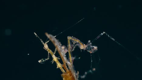 Primer-Plano-De-Camarón-Esqueleto-Del-Estrecho-De-Lembeh,-3-De-3-60-Fps