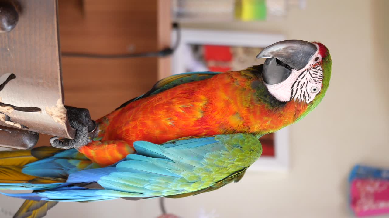 다채로운 아카우 무새