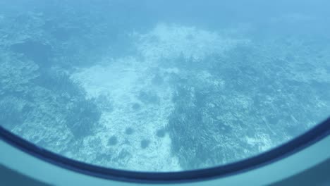 toma cinematográfica del fondo del océano desde un ojo de buque submarino en el fondo del océano cerca de la costa de hawai