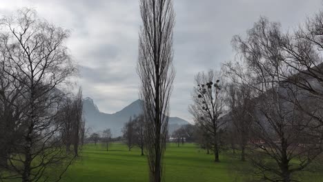 slender silhouettes of leafless trees against swiss mountain backdrop