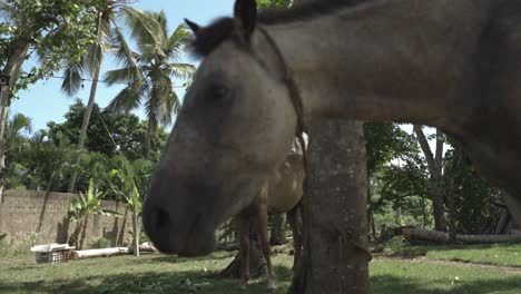 horse eating some grass and plants from human hand in beautiful countryside home