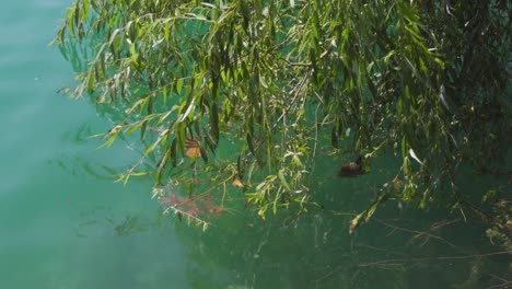 Una-Rama-De-Sauce-Semi-sumergida-En-El-Agua-De-Un-Lago-Azul