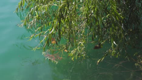 a willow branch semi-submerged in a blue lake water
