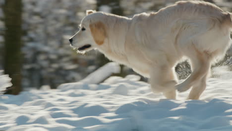 a golden retriever puppy runs through a snowy park. slow motion video