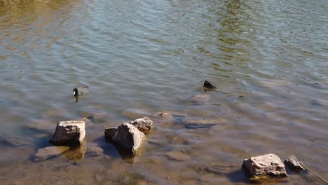 two american coots dive bottoms up to gather food from the bottom of a shallow pond, papago park, phoenix, arizona