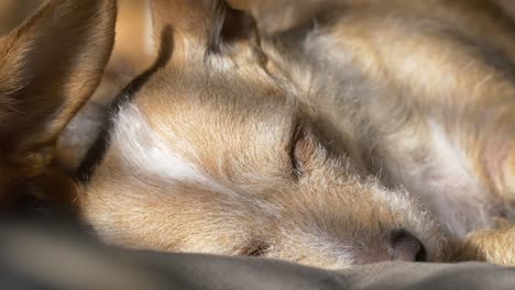 sleeping dog in the sun light