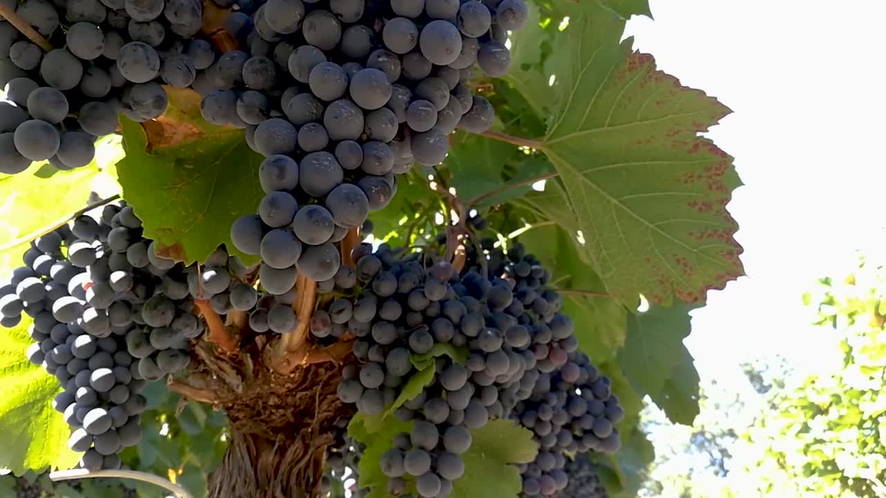 uvas rojas colgando y moviéndose suavemente en una brisa de principios de otoño, parte 2, de mano bajo