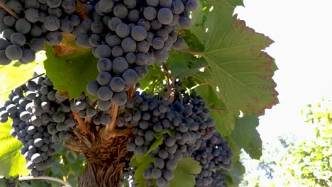 Red-grapes-hanging-and-gently-moving-in-an-early-autumn-breeze,-Part2,-HANDHELD-UNDER