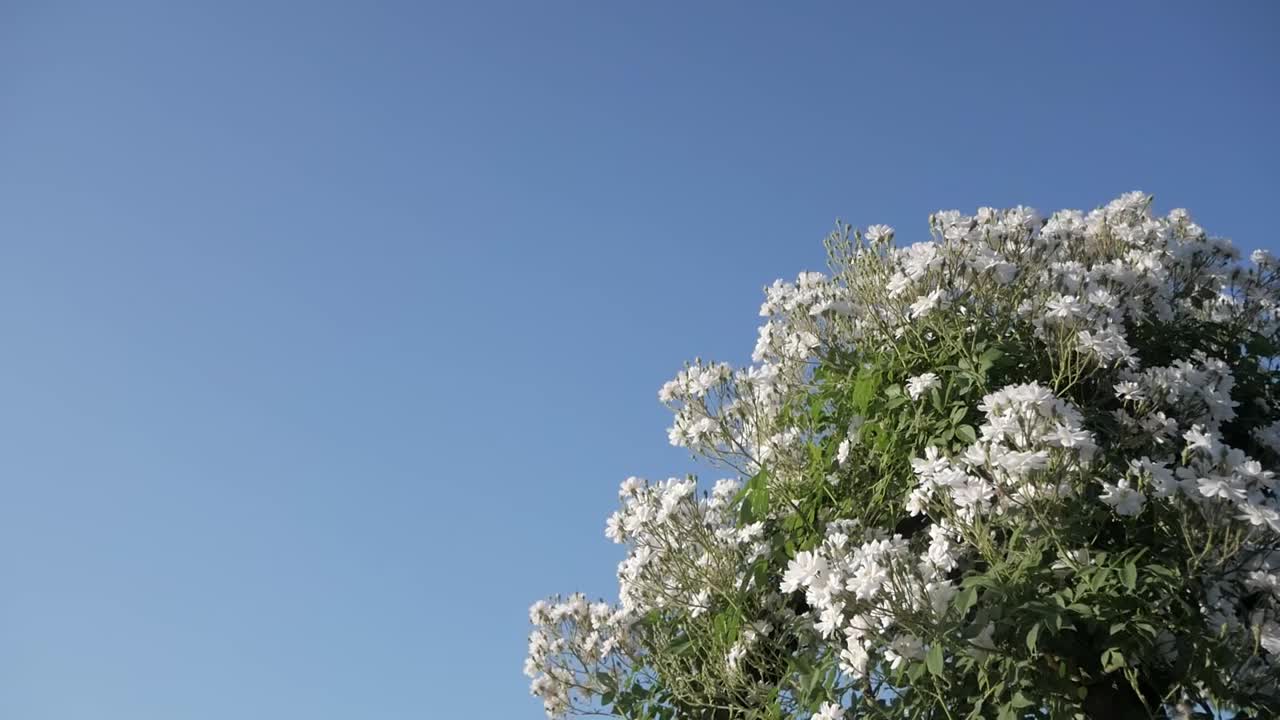 White Climbing Roses in Bloom