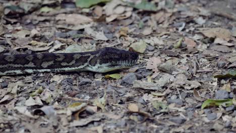 a python moving through leaf litter