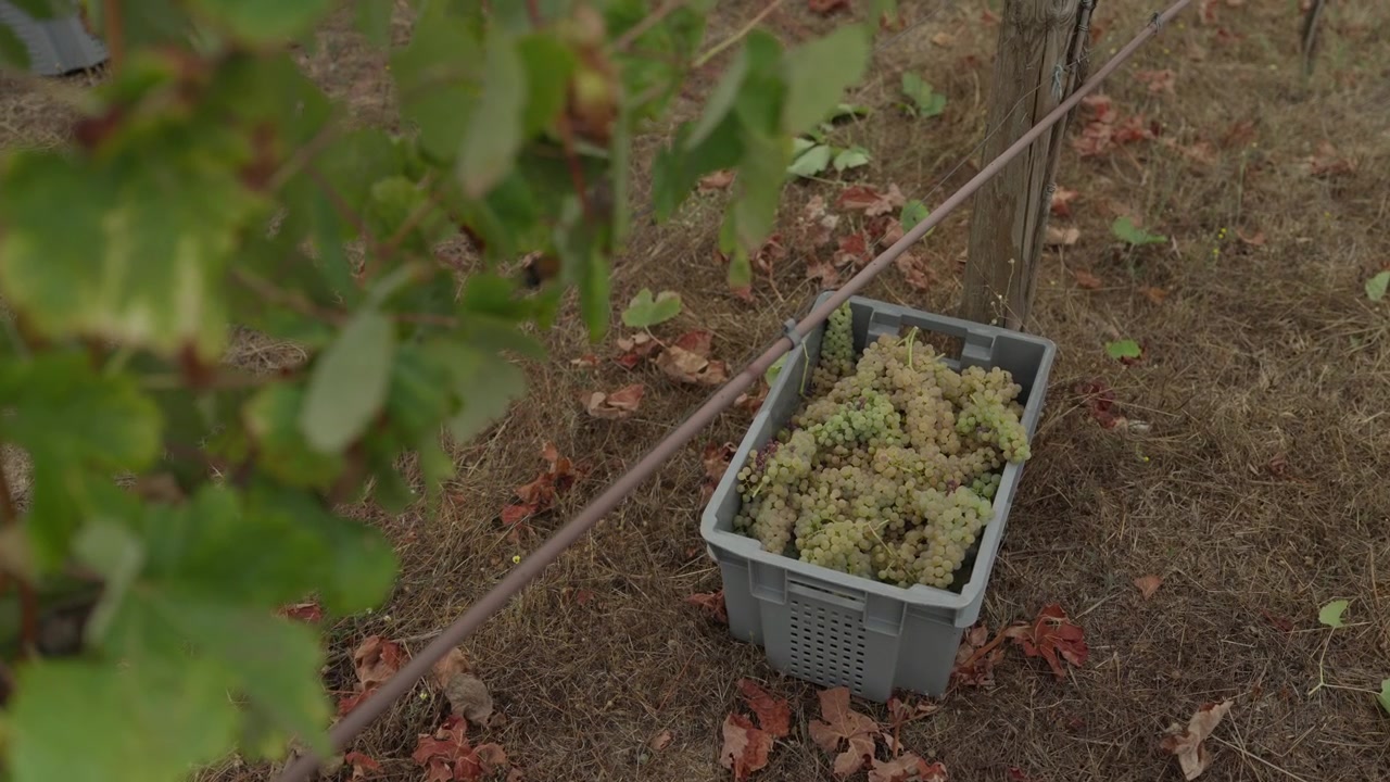 Vindimas crate loaded with white grapes on dry ground between Portuguese vineyard rows