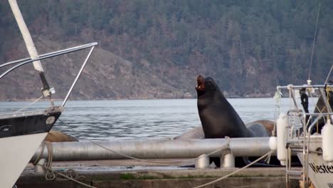 sea lion moving on dock with mountains in background