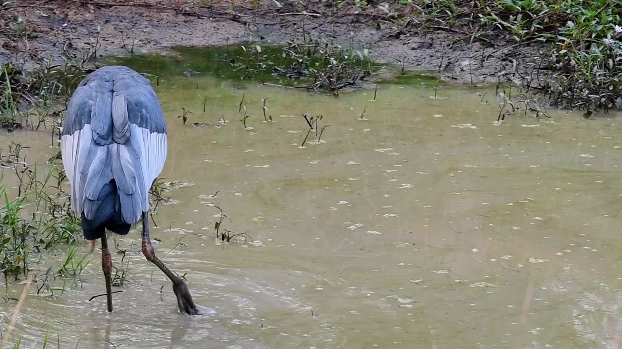 큰 부관, leptoptilos dubius, 태국