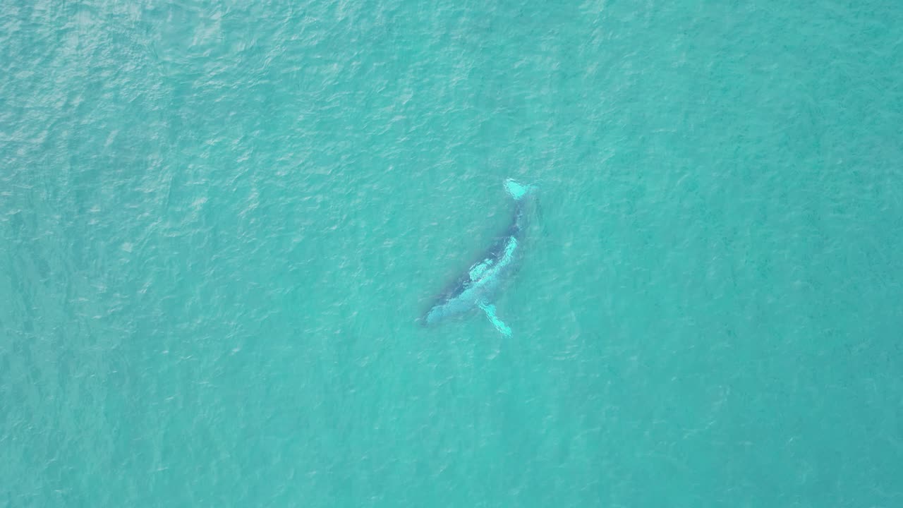 바다 표면 아래의 고래가 바 ⁇ 게 거꾸로 헤엄치고 있습니다.