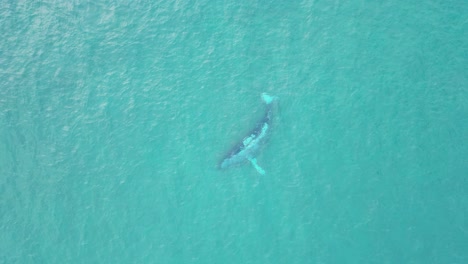 una ballena bajo la superficie del océano nada juguetón boca abajo