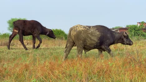 panning shot of two buffalo going to a lush green field, with tall grass and trees in the background with a clear blue sky above