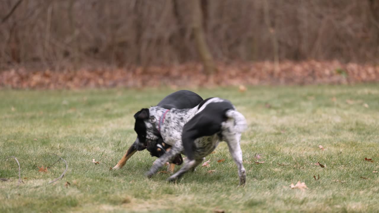 잡종 개와 검은색과 흰색 점박이 개 한 마리가 푸른 잔디밭에서 장난스럽게 서로 물고 뛰어다니고 있다