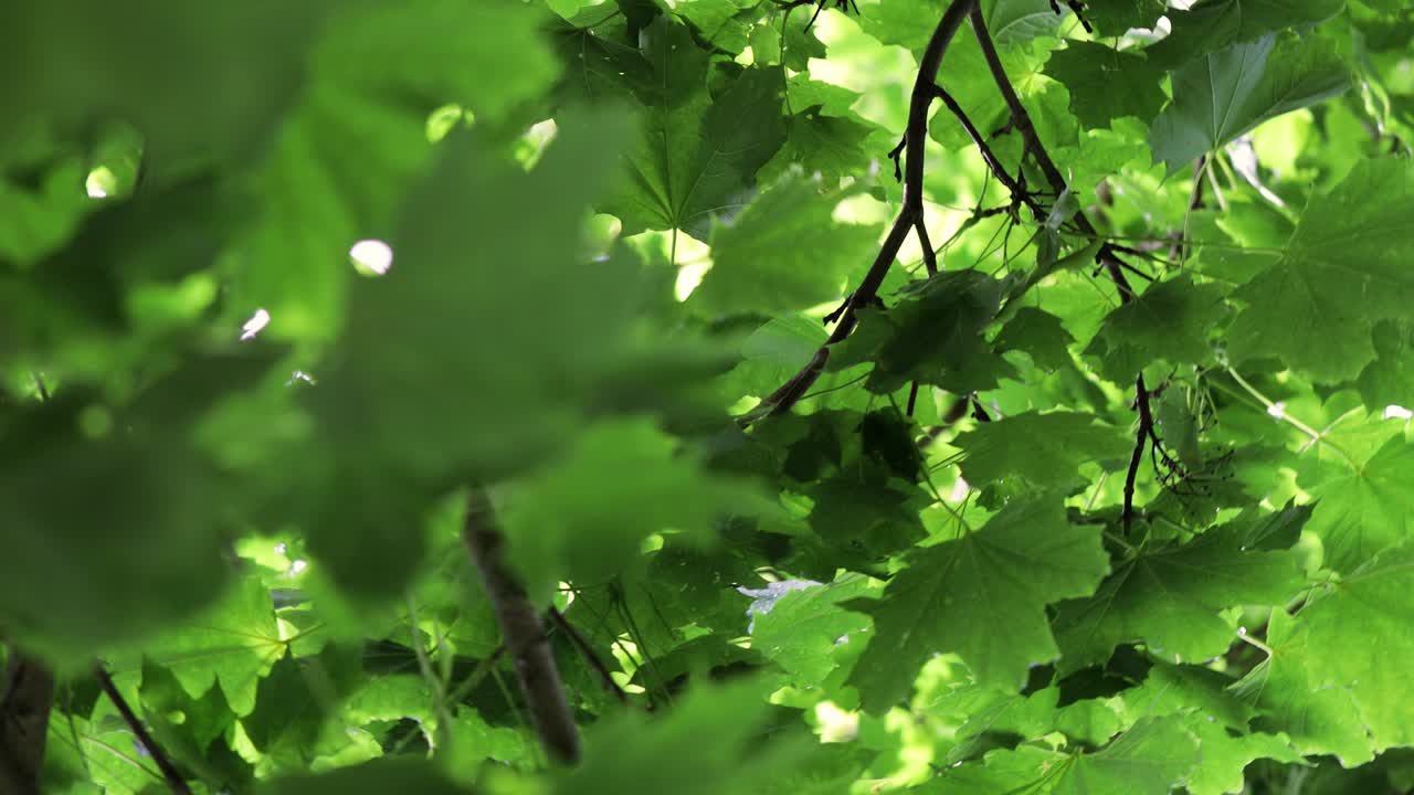 메이플 잎자루, 회전, 신선한 녹색 메이플 나무, 극적인 회전, 나무 왕관을 바라보고