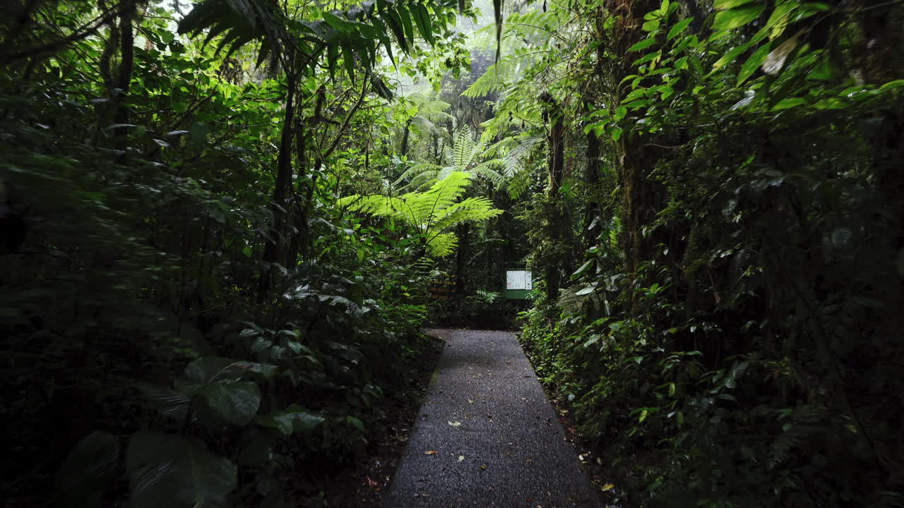몬테 베르데 코스타리카 자연 보호 구역의 하이킹 트레킹 경로 트레일 깊은 광야 정글 여행 원정