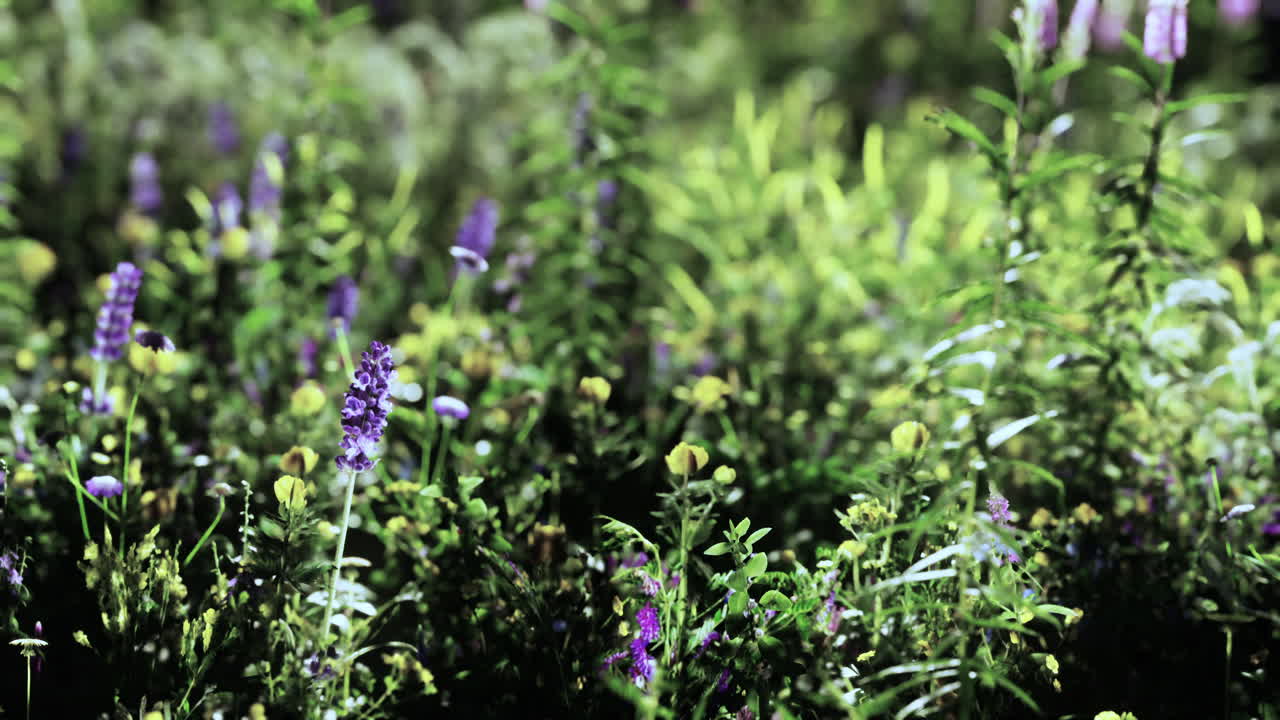 부드러운 이른 아침 또는 해가 지는  ⁇ 빛 아래 꽃이 피는 야생 잔디 ⁇