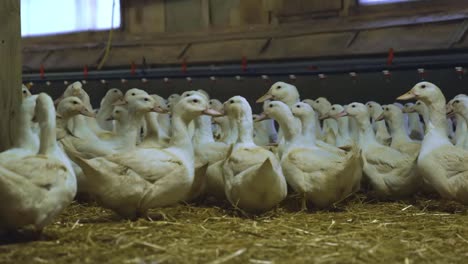 breeder layer ducks walking in a group in indoor farm, with straw covered ground and automatic water system behind