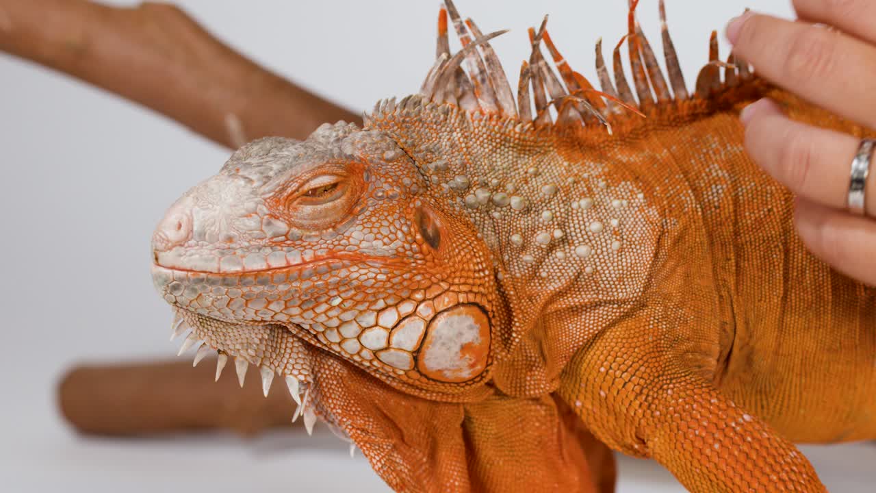 Una persona acaricia suavemente una iguana naranja brillante posada en una rama sobre un fondo blanco