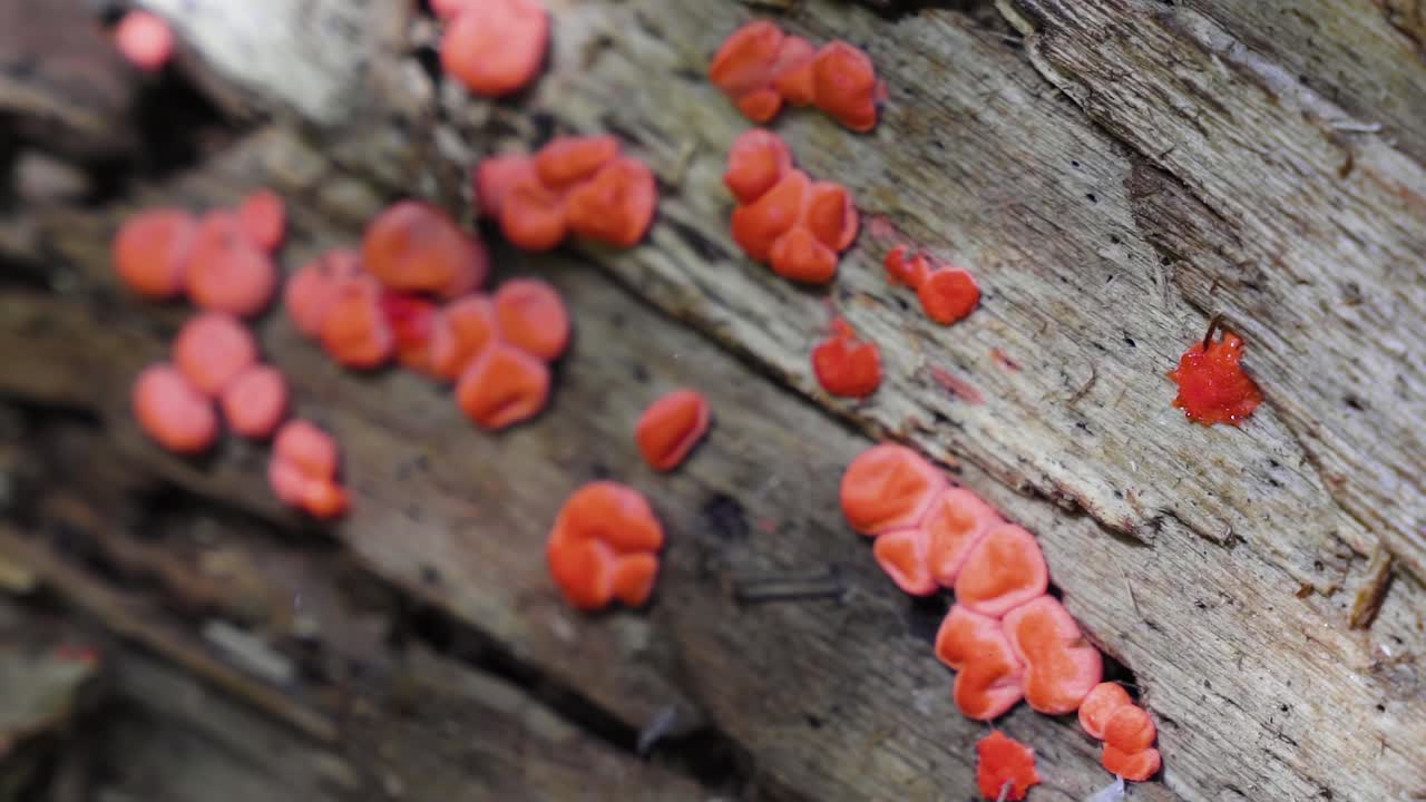 미국 유타에 있는 록키 산맥의 숲에 있는 타락한 통나무 옆에서 자라는 작은 빨간 버섯의 매크로