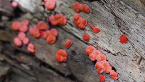 macro close up of small red mushrooms growing on the side of a fallen log in the forest of the rocky mountains in utah, usa